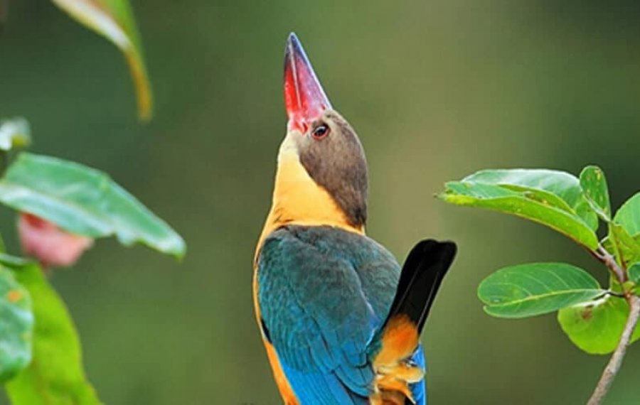 Bird watching