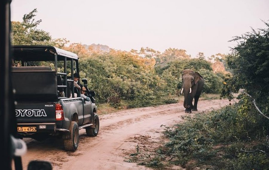 Wildlife Safari