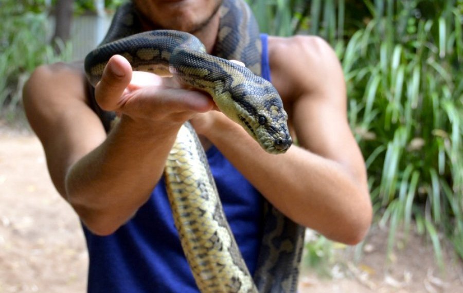 Snake Farm