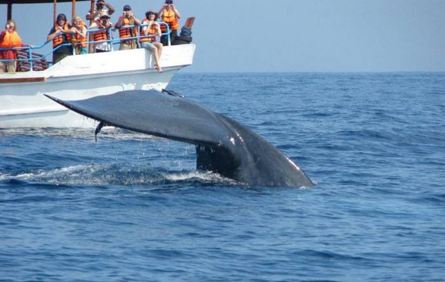 Whales Watching