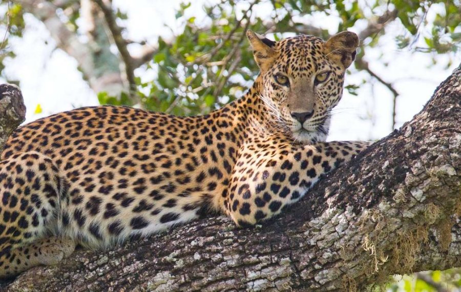 Wildlife Safari