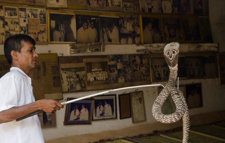 Snake Farm