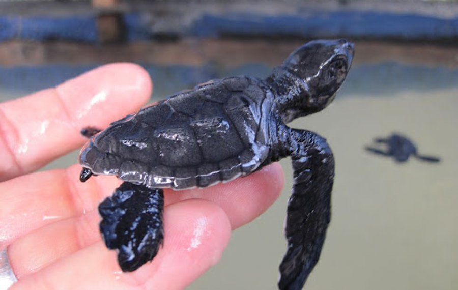 Sea Turtle Farm
