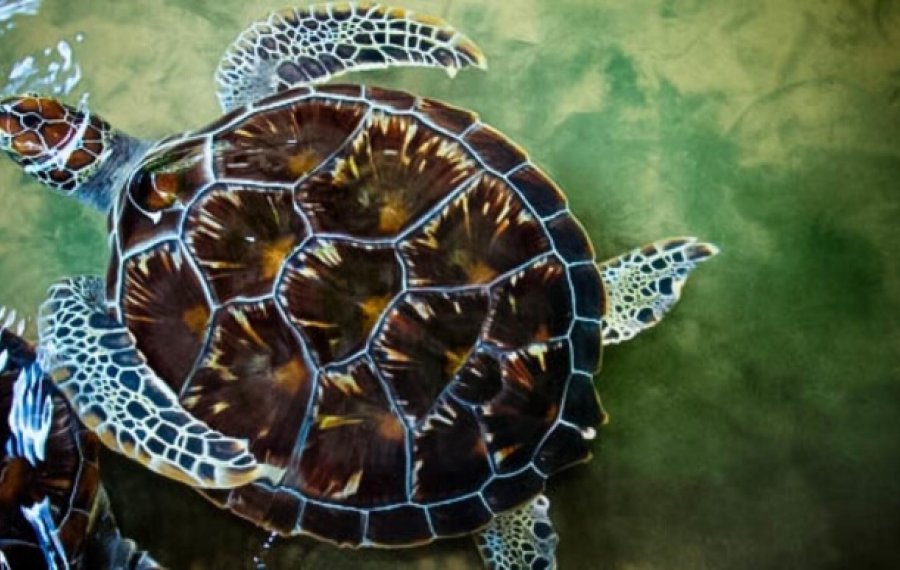 Sea Turtle Farm