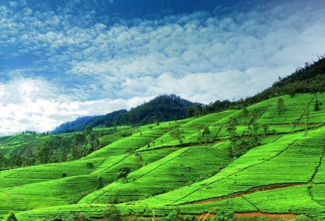 NUWARA ELIYA