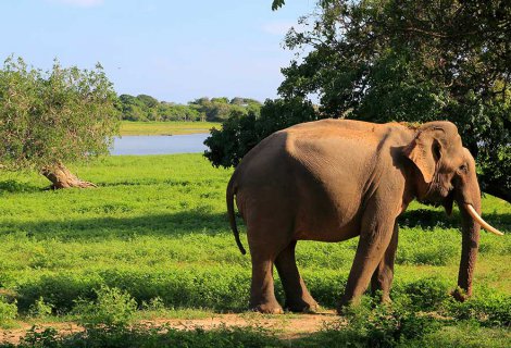 Yala National Park