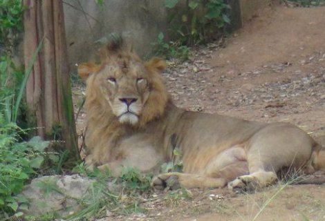 RIDIYAGAMA SAFARI