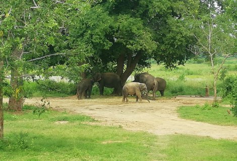 RIDIYAGAMA SAFARI