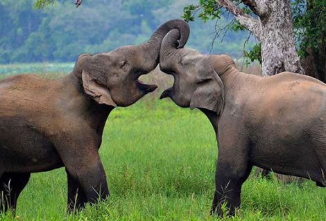 WASGAMUWA NATIONAL PARK