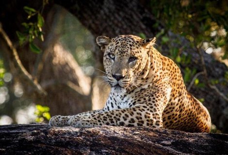Yala National Park