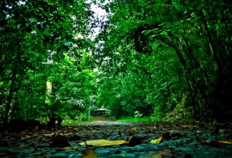 KANNELIYA