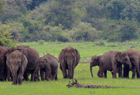 WASGAMUWA NATIONAL PARK