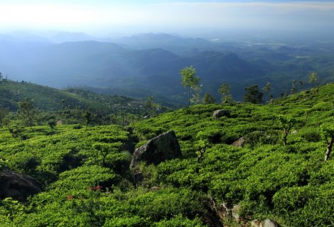 VIRGIN WHITE TEA PLANTATION