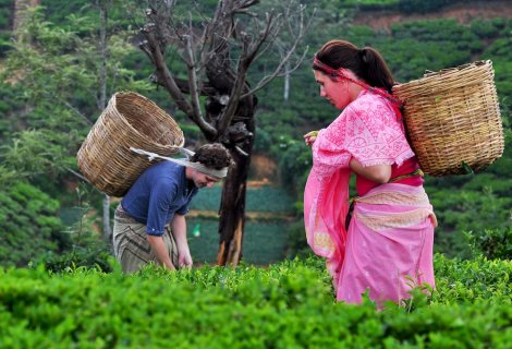 VIRGIN WHITE TEA PLANTATION