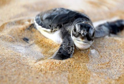 Koggala Sea Turtle