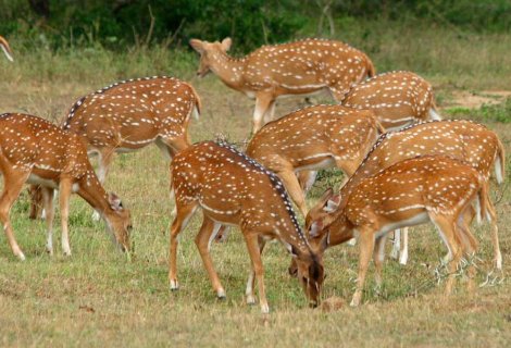 Yala Safari