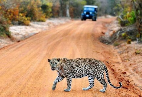 Yala Safari