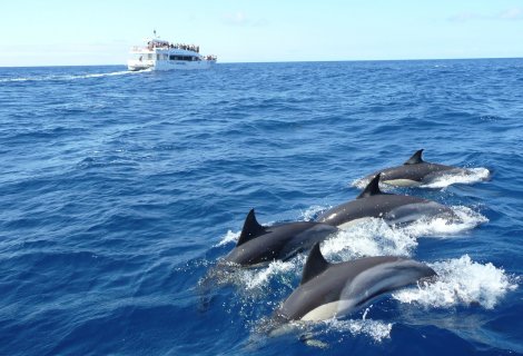 Whales and Dolphin in Mirissa