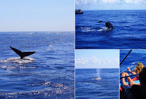 Whales and Dolphin in Mirissa