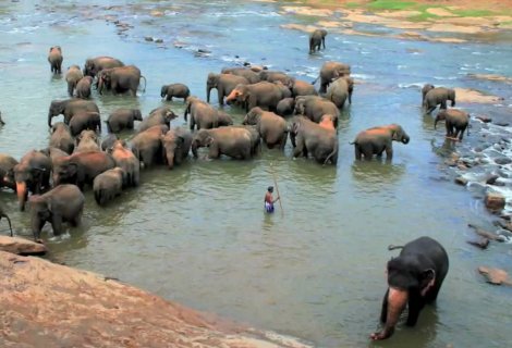 Pinnawala Elephant Orphanage 