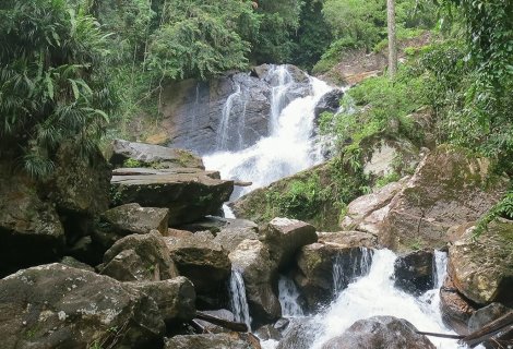 Sinharaja Rainforest 