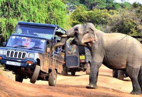 Yala Safari