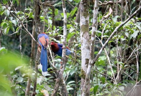 Sinharaja Rainforest 