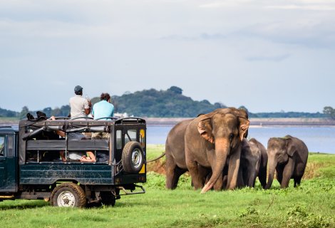 Minneriya National Park / 
