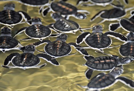 Turtle Hatcher