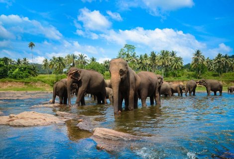 Pinnawala 