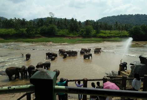 Pinnawala