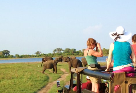 Minneriya National Park 