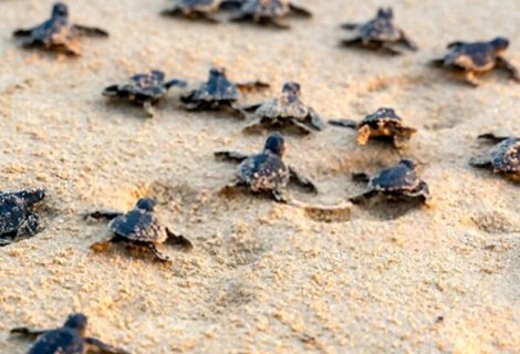turtle hatchery