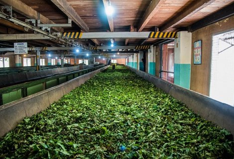 Tea Factory