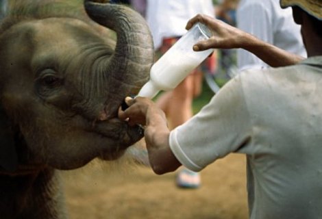 Pinnawela Elephant Orphanage 